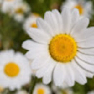 Meet your Posher, Elena